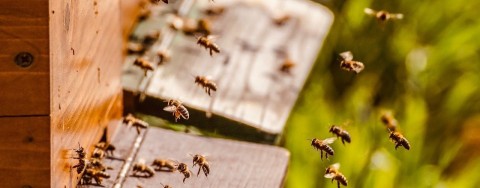 Auf dem Bild sind viele Bienen zu sehen, die zu einem Bienenstock fliegen und in ihn hineinkriechen. Im Hintergrund ist Natur zu sehen.