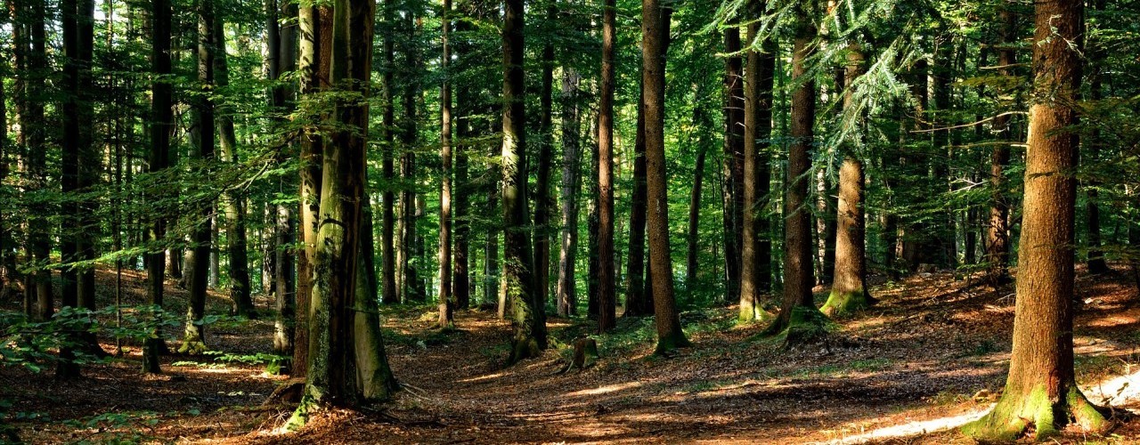 The picture shows a section of a forest from a human perspective. It is daytime and the sun is casting a pattern on the ground through the leaves of the treetops.