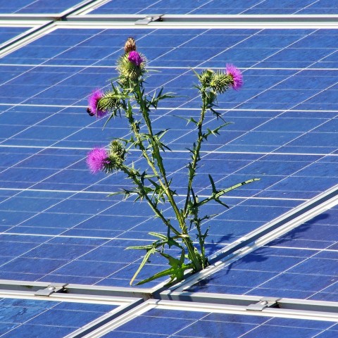 Solaranlage mit Pflanze