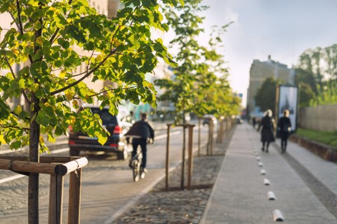 Bäume trennen Fußweg von Straße und Radspur