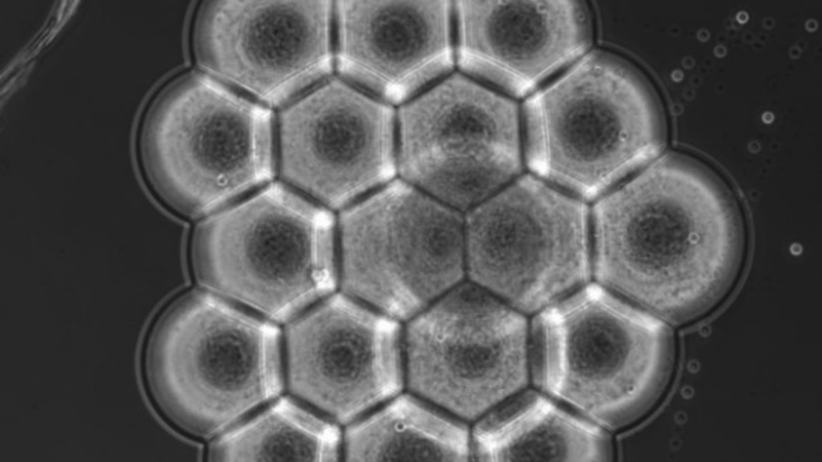 Auf dem Bild sind 3D-gedruckte synthetische Zellen als Mikro-Reaktionsgefäße zur Untersuchung vernetzter genetischer Schaltkreise zu sehen.