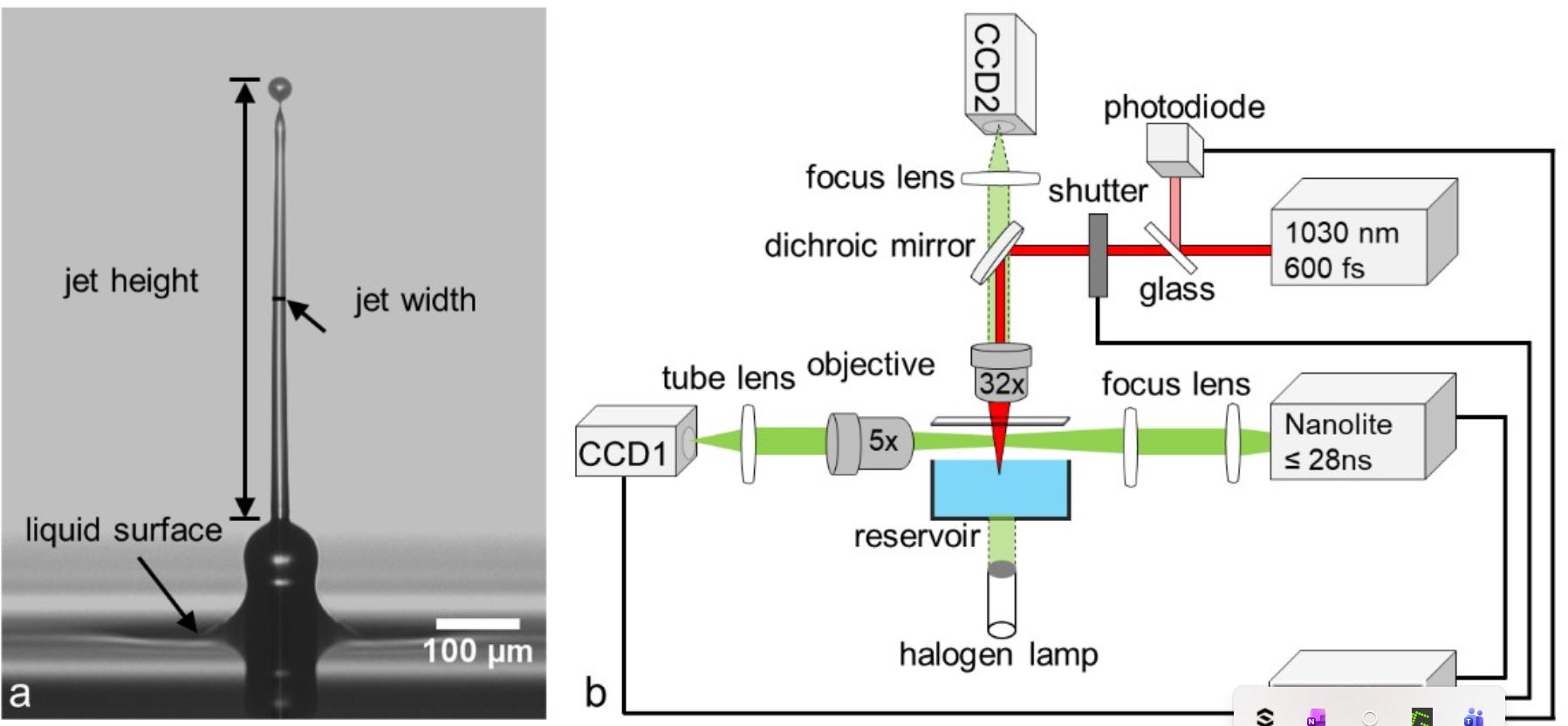 Time-resolved imaging method of femtosecond cell printing (a) Representative image highlighting how height and FWHM were measured from an obtained photograph of a hydrogel jet at a delay time of 10 µs. (b) Pump-probe setup comprising the optical path of the fs-pump (red, vertical) and the ns-probe pulses (green, horizontal) with camera CCD1. A vertical light green beam indicates the optical path for imaging the surface of the free or cell-laden reservoir onto a camera CCD2.