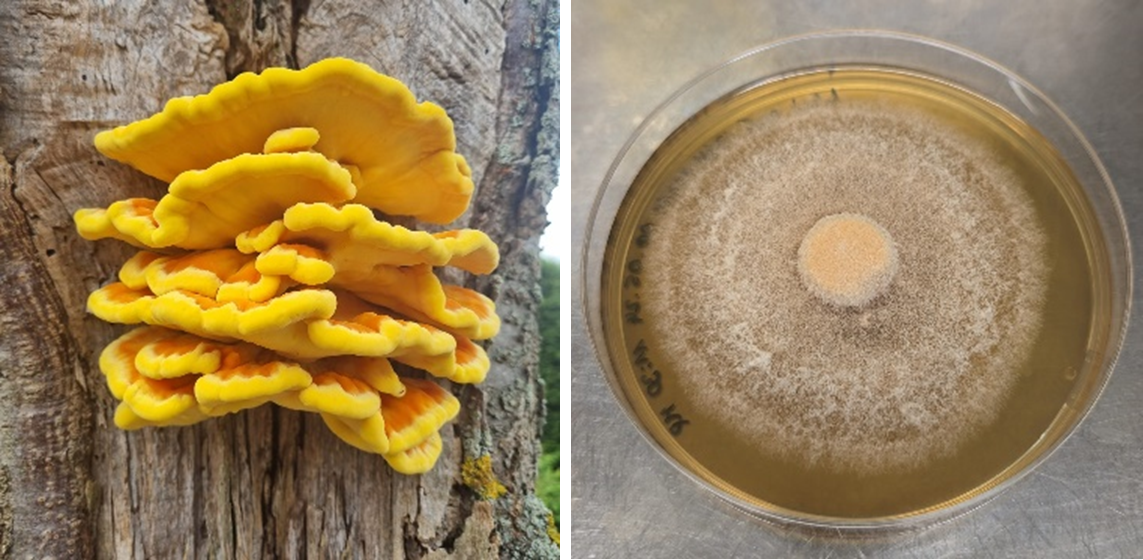 Das Bild ist zweigeteilt. In dem linken Bild kann man einen gelb- bis orange-farbigen Pilz erkennen, welcher fächerartig an einem Baumstamm wächst. In dem rechten Bild ist eine Agarplatte abgebildet. Auf der Platte ist das weiß-gelbliche Mycel des Gemeinen Schwefelporlings (Laetiporus sulphureus) zu erkennen, welches aus der Plattenmitte heraus, flaumartig den Agar bewächst. Englisch: The image is divided into two parts. In the left picture one can see a yellow to orange colored mushroom growing fan-like on a tree trunk.The picture on the right shows an agar plate. On the plate the white-yellowish mycelium of the sulphur shelf fungus (Laetiporus sulphureus) can be seen growing out of the center of the plate and covering the agar in a fluff-like manner. 