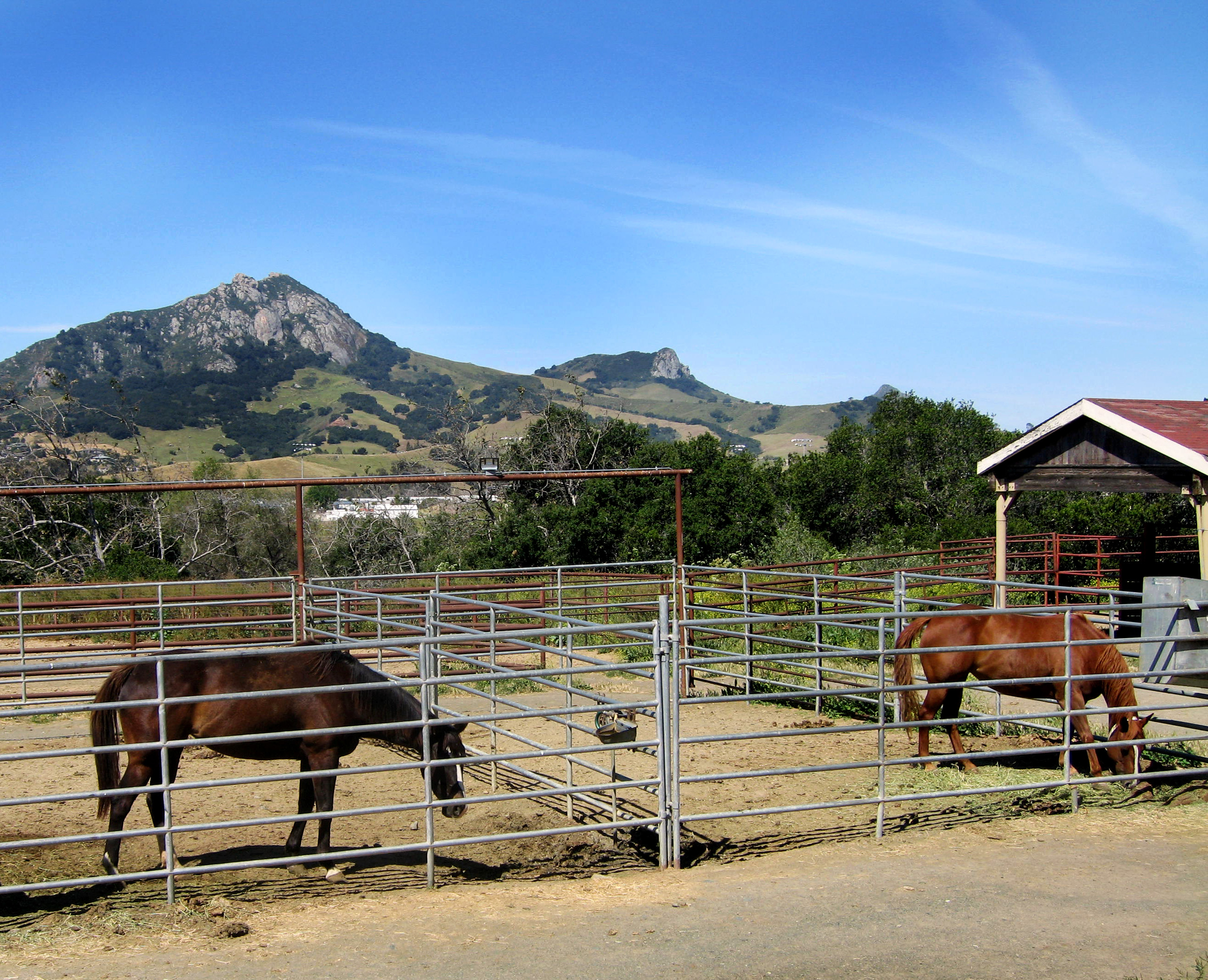 Zwei Mustang Pferde auf einem Pferdehof, im Hintergrund Gebirge