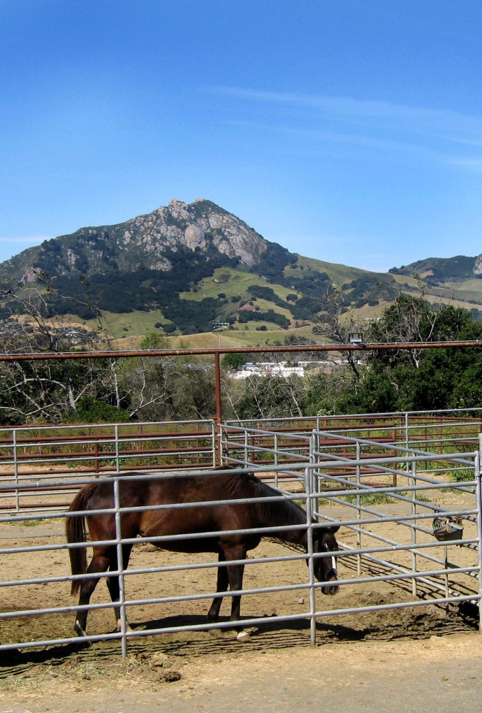 Two mustang horses on a horse farm, mountains in the background