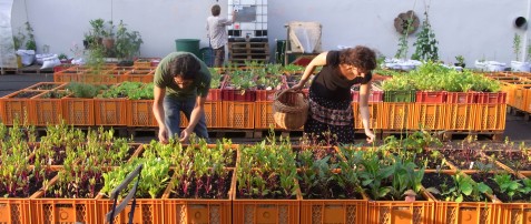 Gartendeck Hamburg (Foto: anstiftung & ertomis)