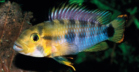 Apistogrmma fenocat sp. n. (Foto: Uwe Römer et. al.)