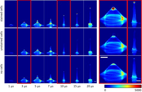In der Aufnahmereihe des Fluoreszenz-Mikroskops lässt sich in der oberen Zeile die lebende Einzelzelle als roter Punkt an der Spitze des Jets erkennen (Bild: Zhang et al.)