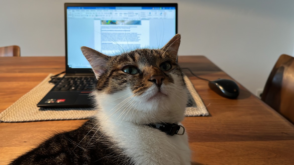 Eine Katze sitzt vor einem Laptop und schaut in die Kamera