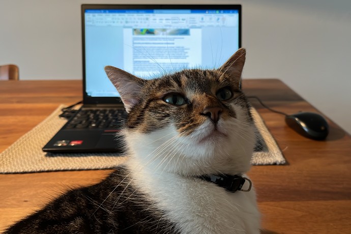 Eine Katze sitzt vor einem Laptop und schaut in die Kamera