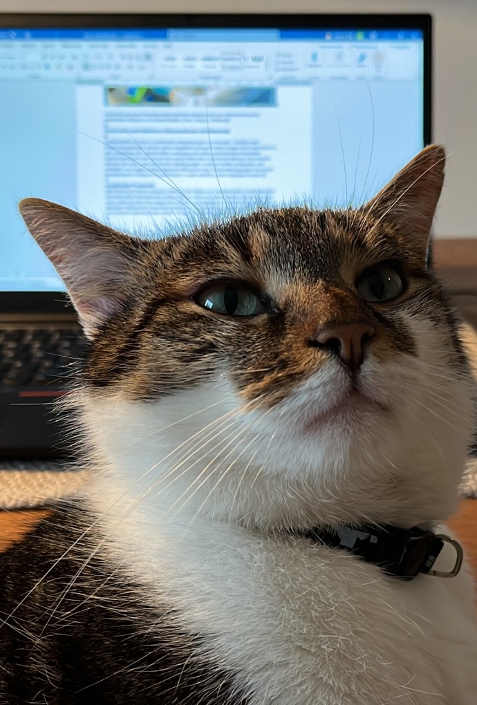 Eine Katze sitzt vor einem Laptop und schaut in die Kamera