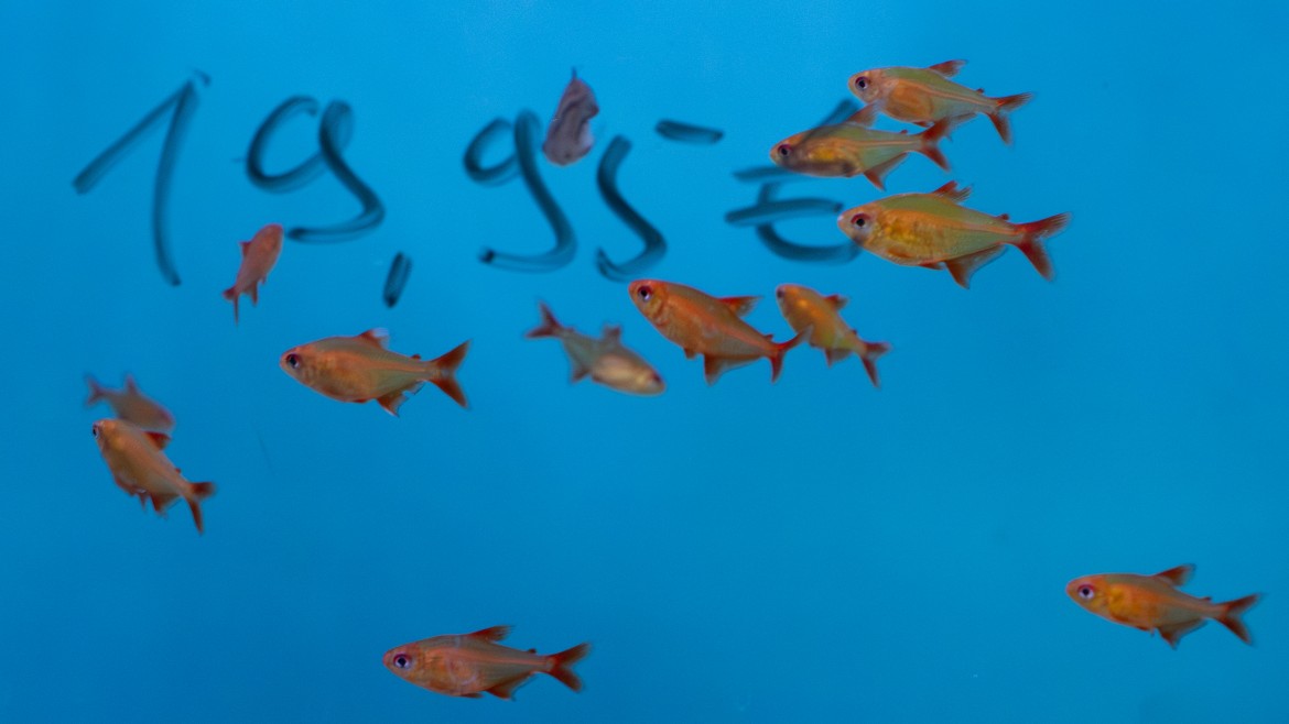 Fische mit Preisschild