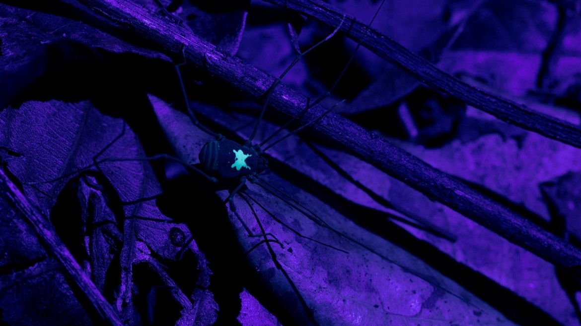 Spinne, die bei Dunkelheit leuchtet