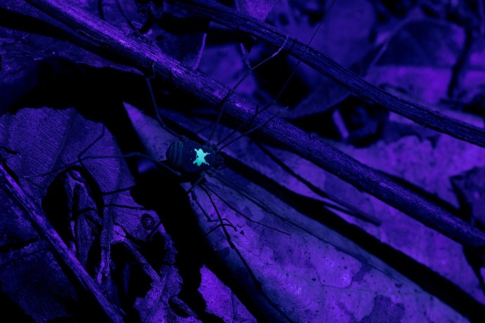 Spinne, die bei Dunkelheit leuchtet