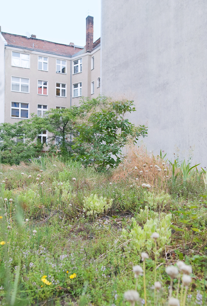 Forschungsprojekt „Wilde Dächer“ von Prof. Sandra Bartoli, Fakultät für Architektur, Hochschule München