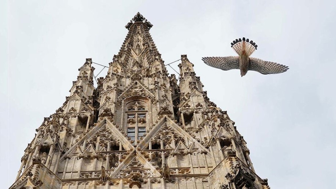 MA-Theorie - Raumbiotope - Stephansdom Wien