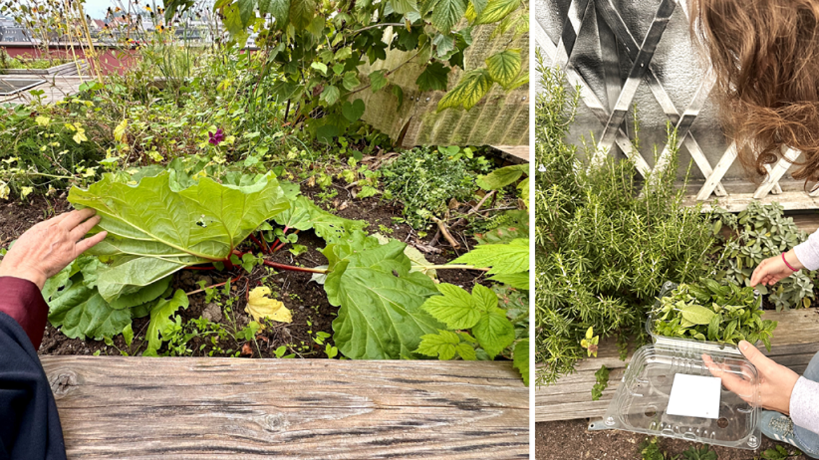 Master Theorie „Urban Gardening: Theory & Practice in Swiss Cooperative Housing“ | SoSe 26 | Dr. Maryam Khatibi