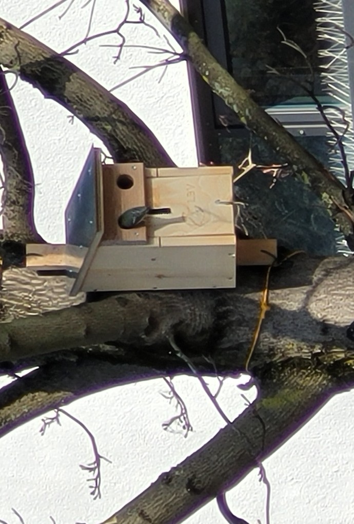 Die Nistkästen werden kurz nach dem Anbringen begutachtet.