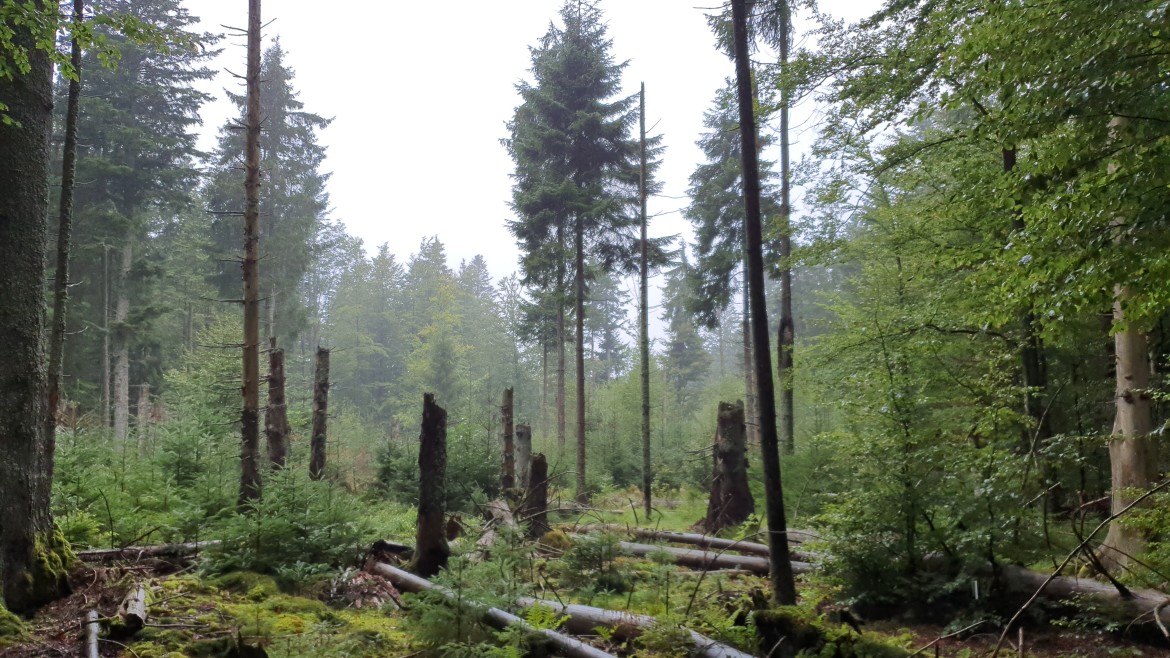 Foto: Wald mit abgestorbenen Bäumen
