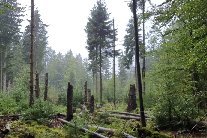 Feldbegehung: Nationalpark Bayerischer Wald - 2023 (Foto: Sarah Hauser) Foto: Wald mit abgestorbenen Bäumen