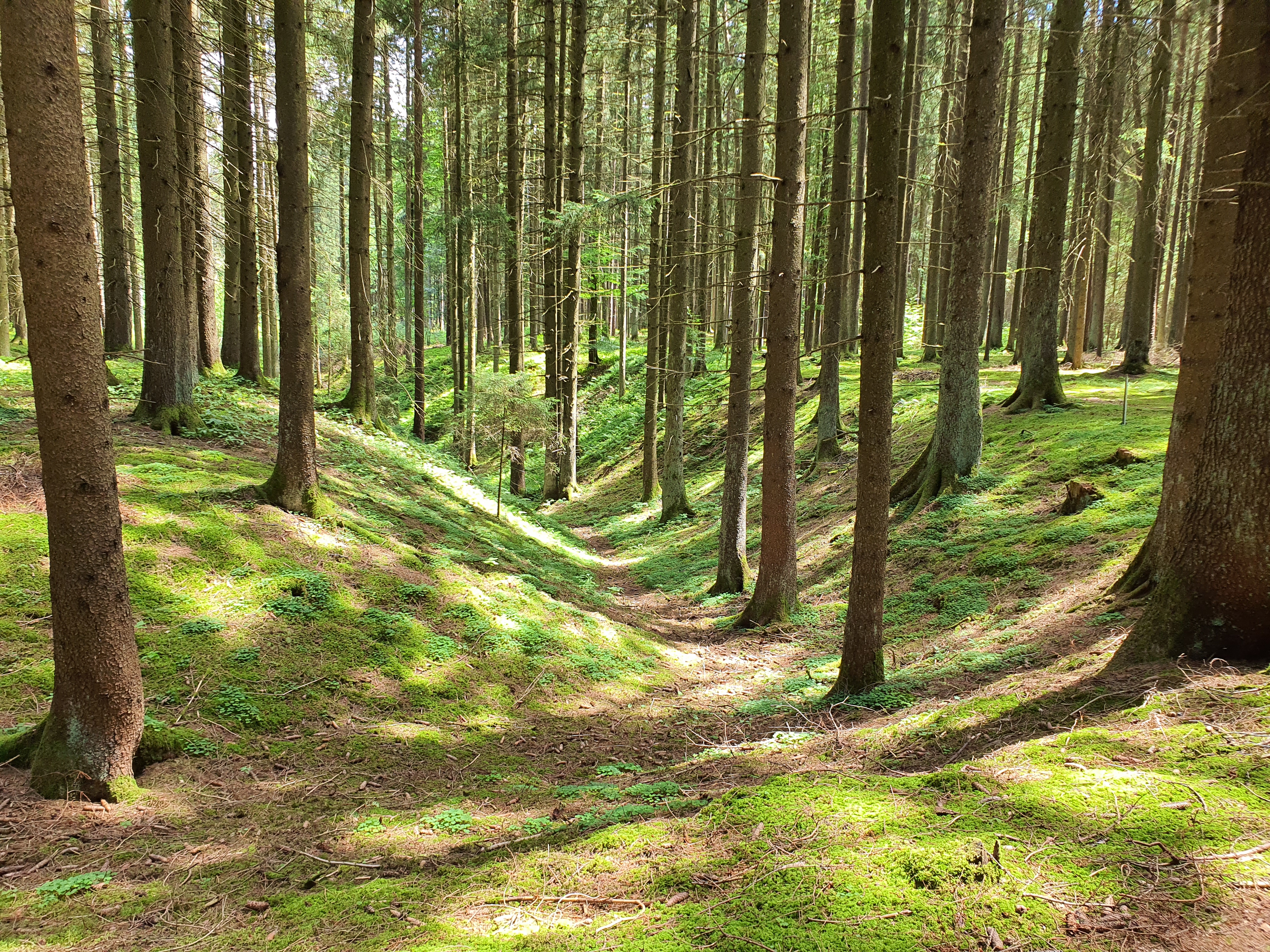 Doline im Wald