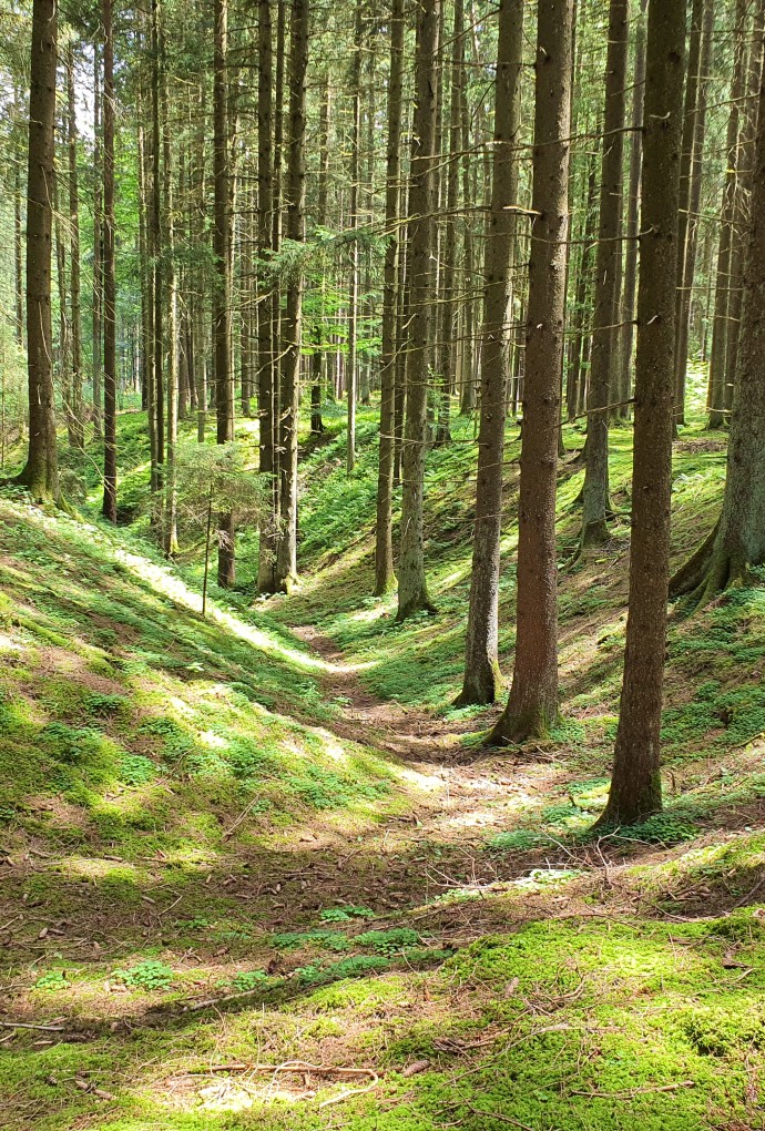 Doline im Wald