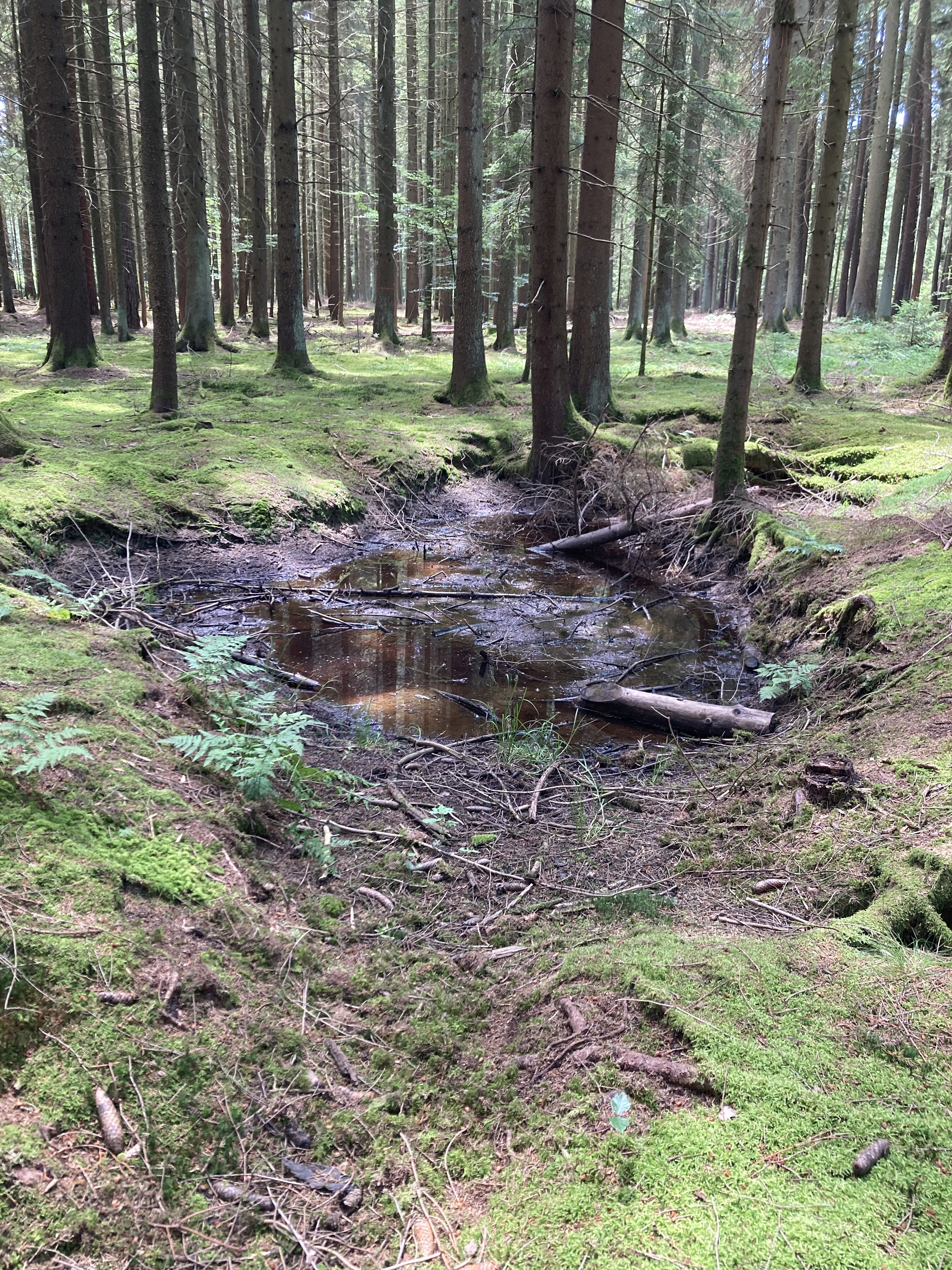 Wasserloch im Waldboden