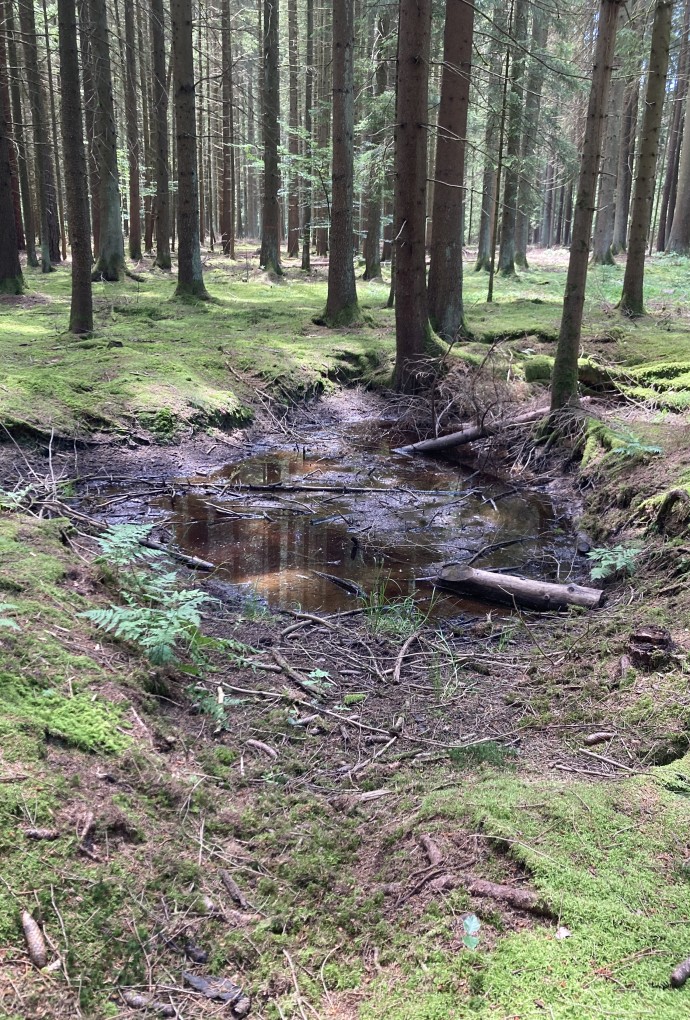 Wasserloch im Waldboden
