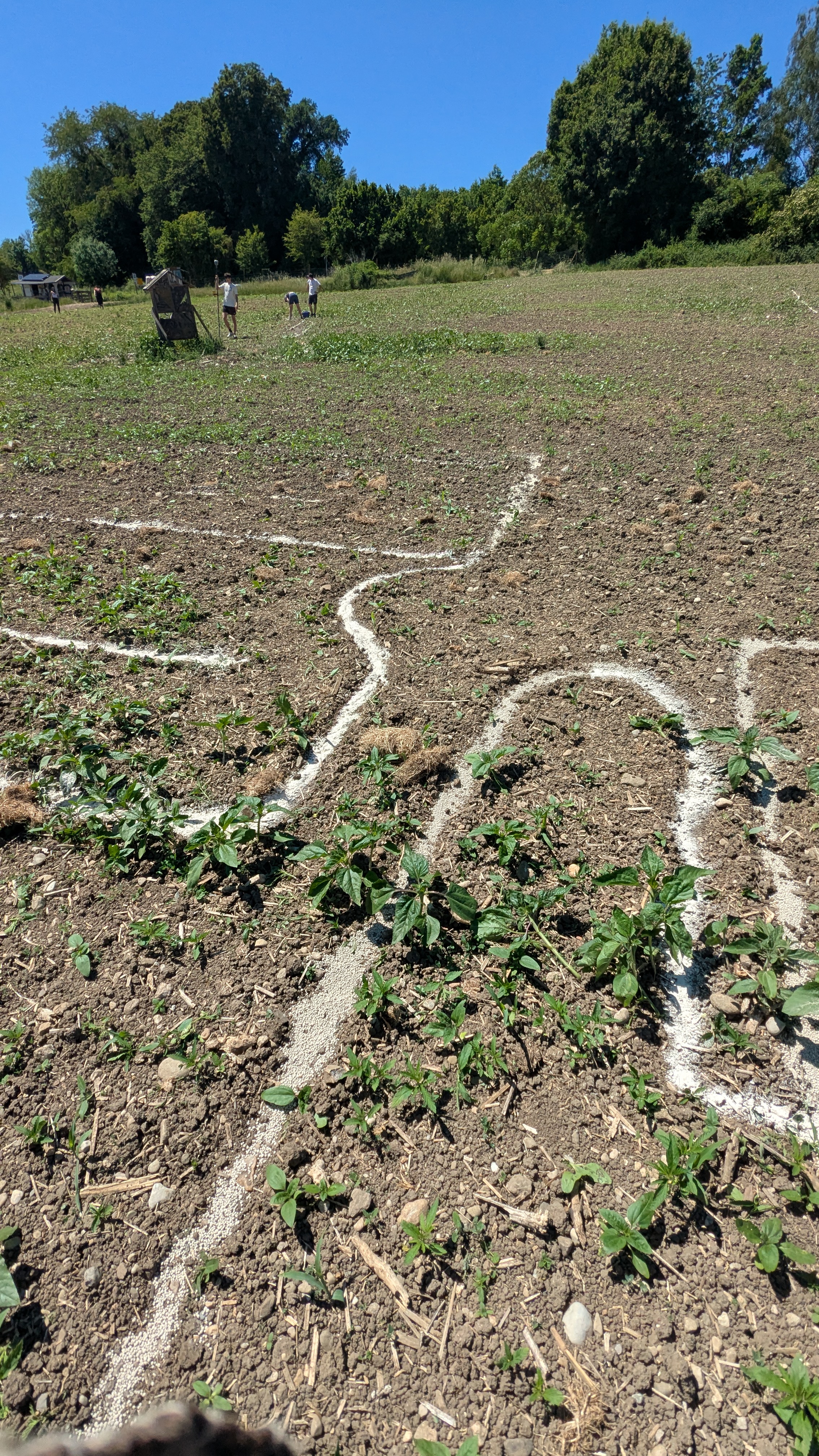 Linien auf dem Feld