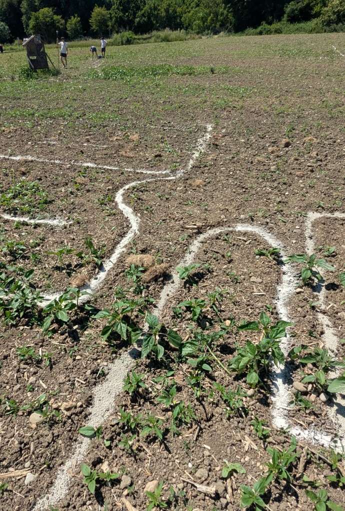 Linien auf dem Feld