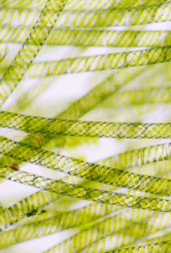 Algae Microscope